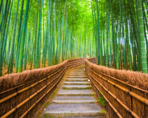 Sentiero a Kyoto immerso tra le canne di bambù