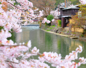 Canali di Kyoto con alberi di ciliegio in fiore
