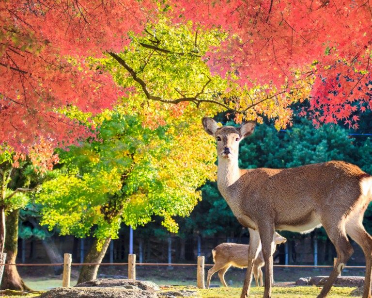 CERVI SACRI A NARA