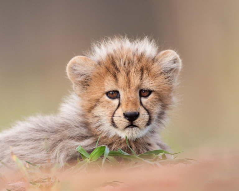 BABY CHEETAH IN KRUGER NATIONAL PARK, SOUTH AFRICA