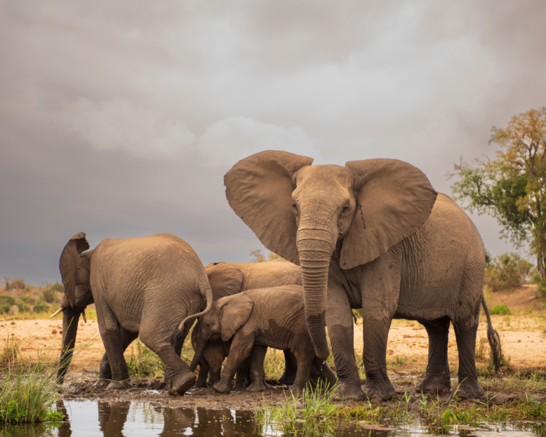 ELEPHANTS IN KRUGER NATIONAL PARK, SOUTH AFRICA