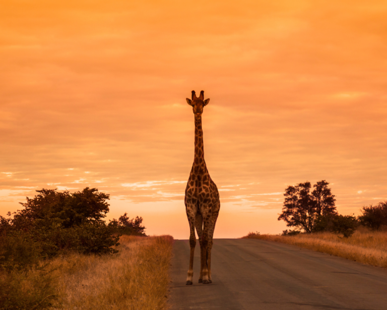 GIRAFFE ON THE ROAD AT SUNSET INSIDE KRUGER NATIONAL PARK