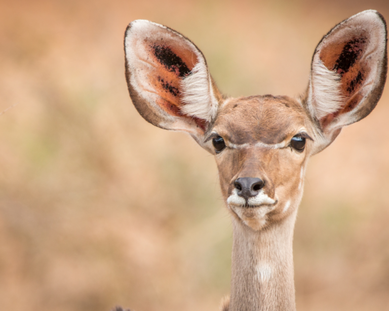 KRUGER NATIONAL PARK, SOUTH AFRICA