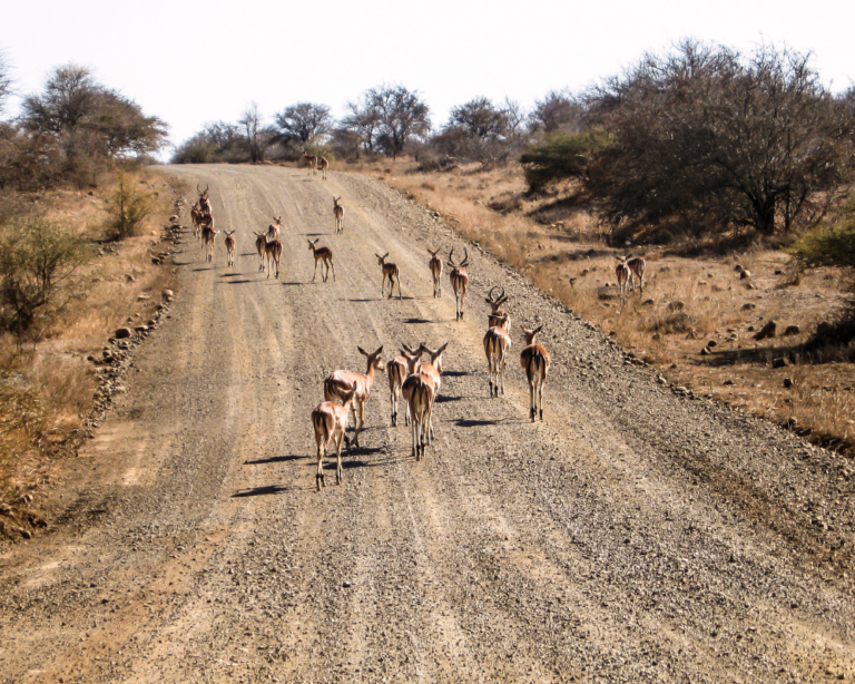 HERB OF ANIMALS IN KRUGER NATIONAL PARK