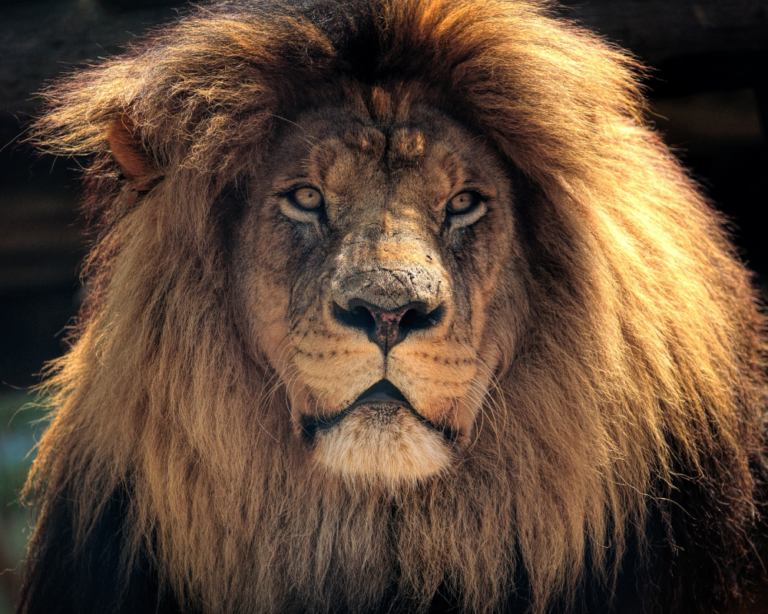 LION IN KRUGER NATIONAL PARK, SOUTH AFRICA