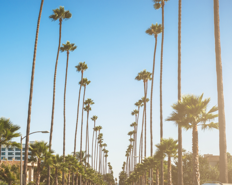 PALM TREES IN LOS ANGELES, CALIFORNIA