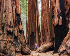 sequoia national park biggest trees in the world