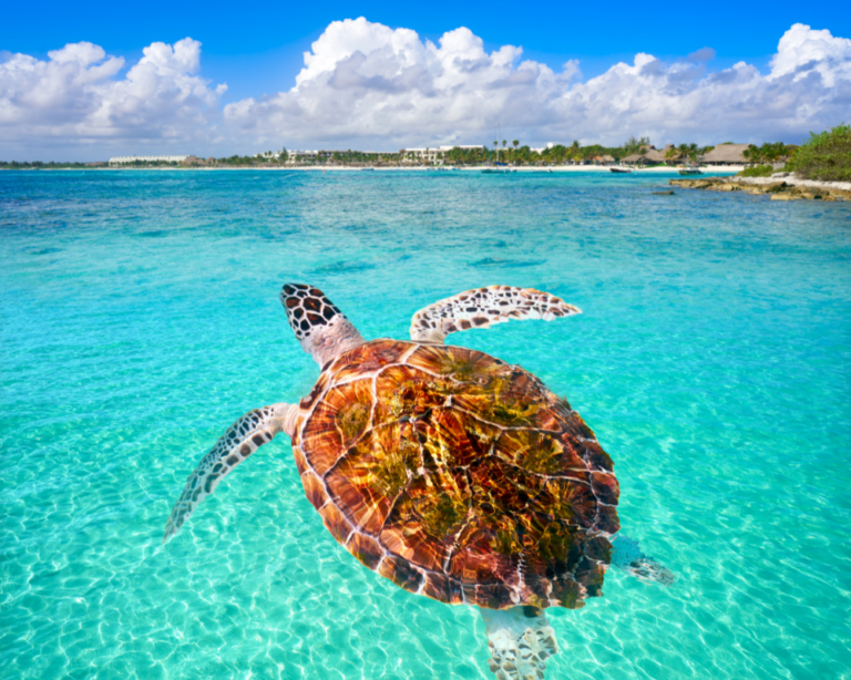 Sea turtle swimming in Akumal, Quintana Roo, Mexico