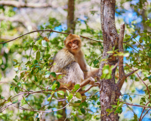 moroccan macaque