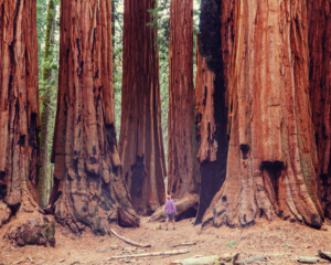 sequoia National Park