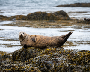 FOCA SPIAGGIATA A YTRI TUNGA, ISLANDA