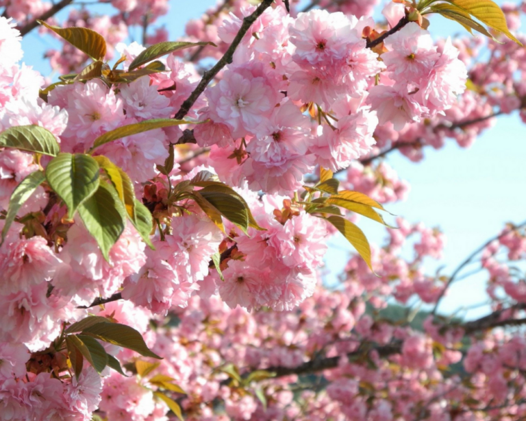 alberi di ciliegio in fiore a Tokyo, Giappone