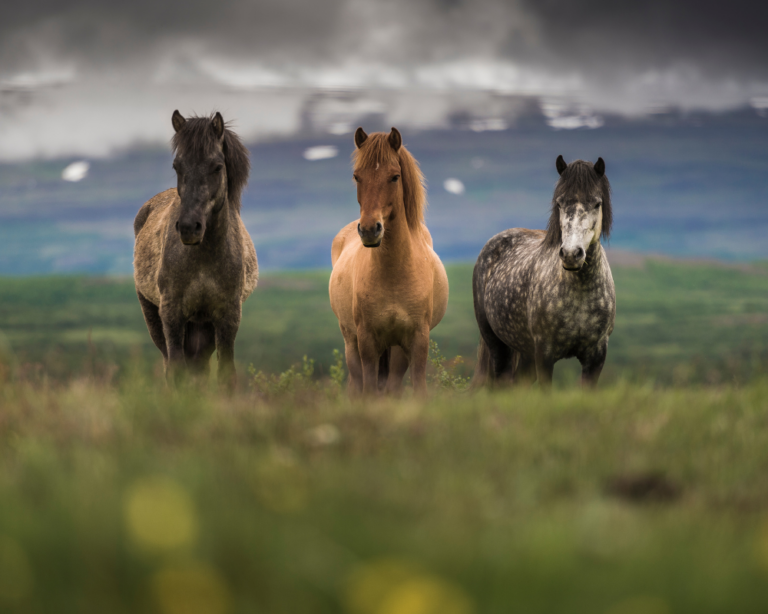 cavalli islandesi a Varmalhíð