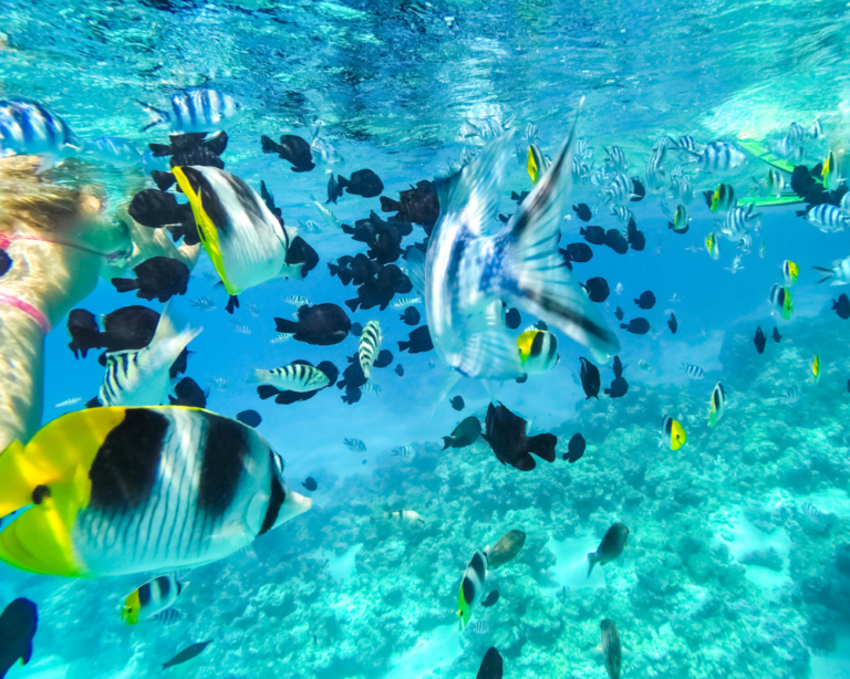 pesci tropicali nelle acque della polinesia francese