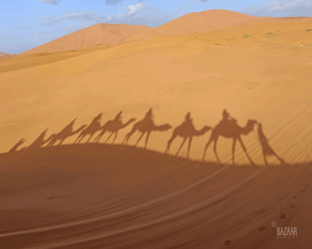 camel shadows in the desert dunes