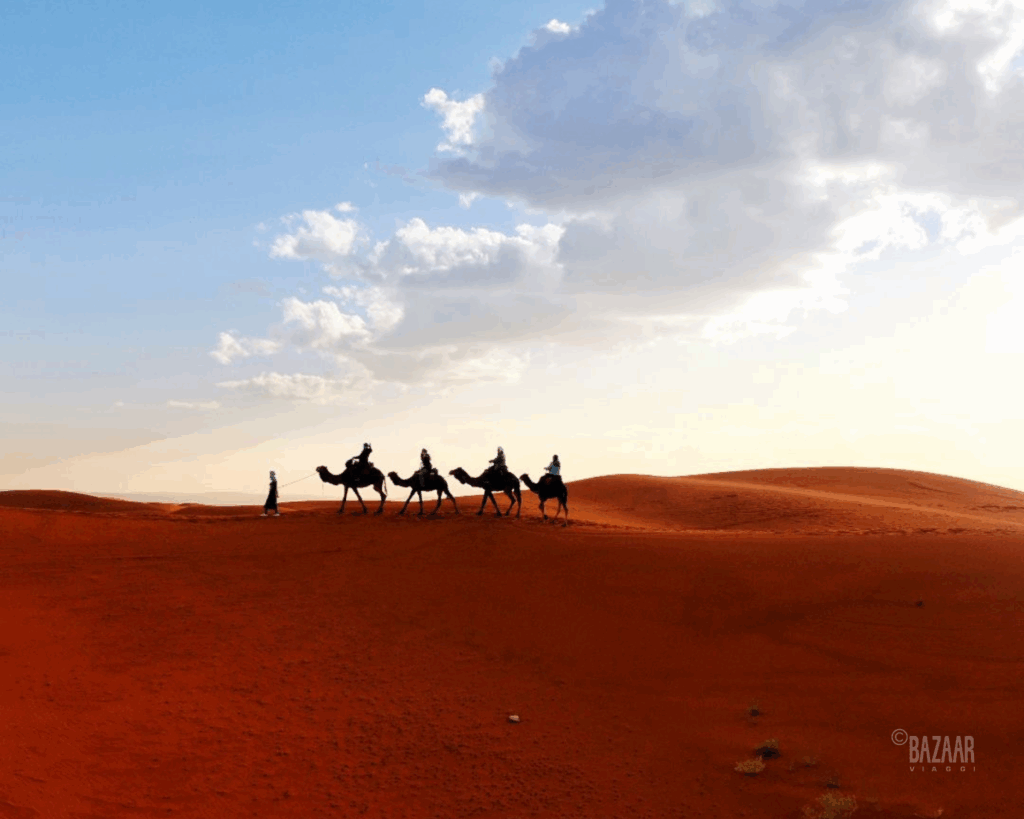 camels in the desert