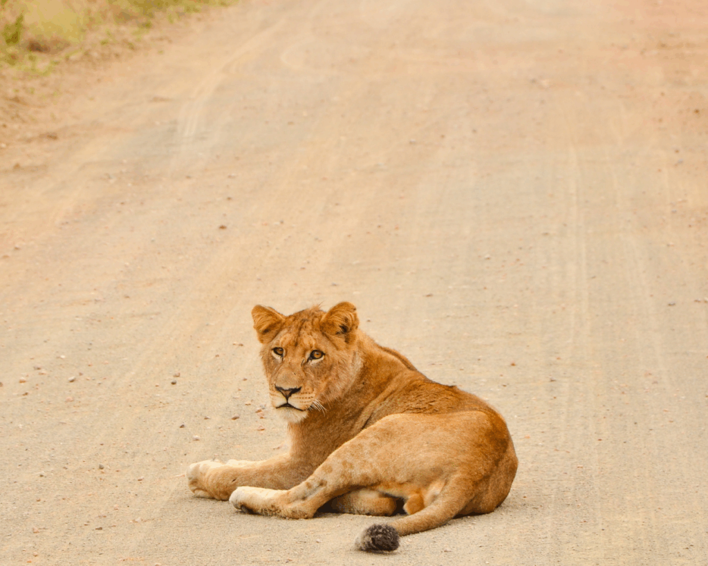 LEONE DURANTE SAFARI