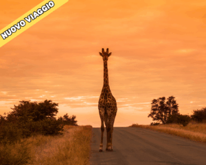 Ferragosto in Sudafrica