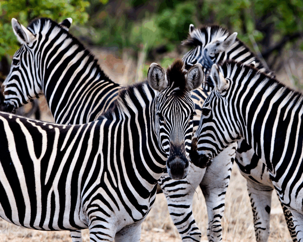 ZEBRE DURANTE SAFARI