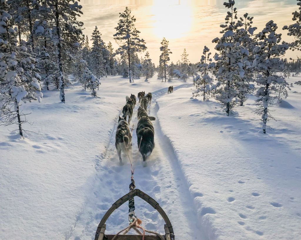 lapland husky