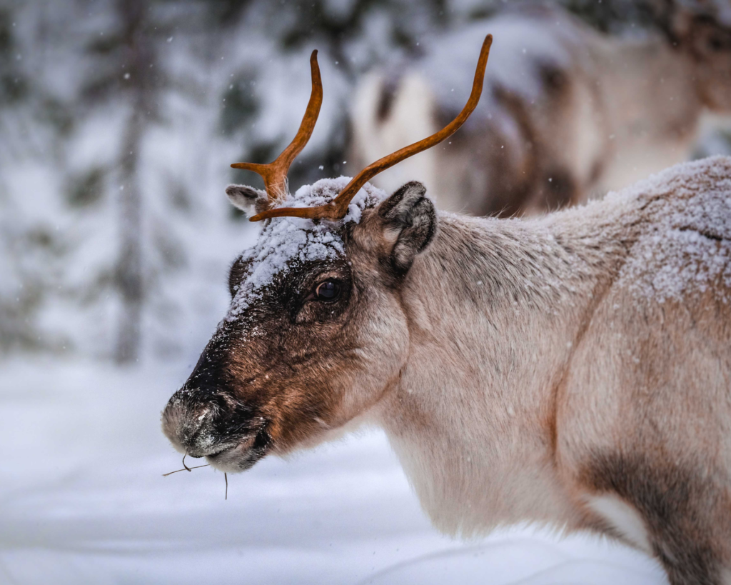 lapland reindeer