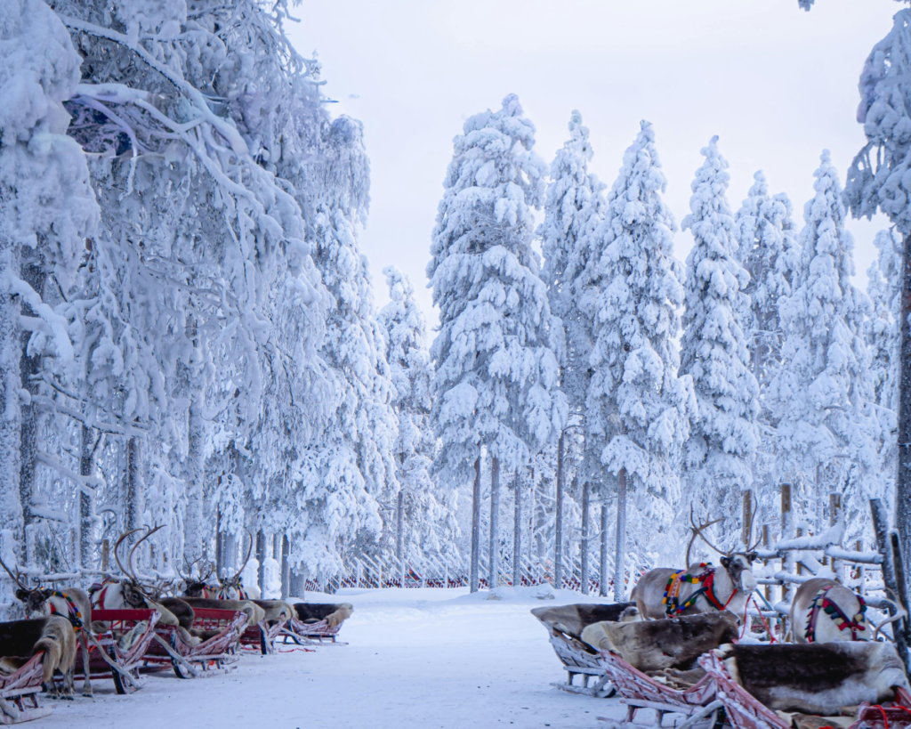 lapland2